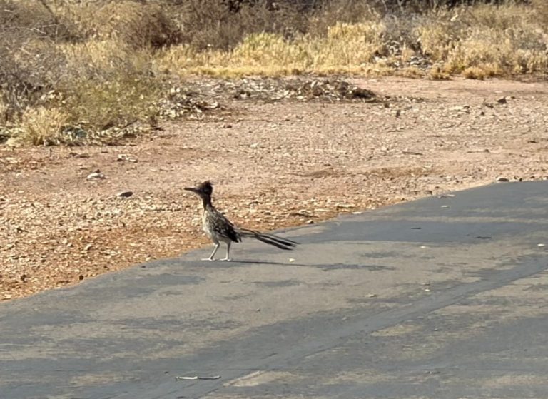 Road runner.