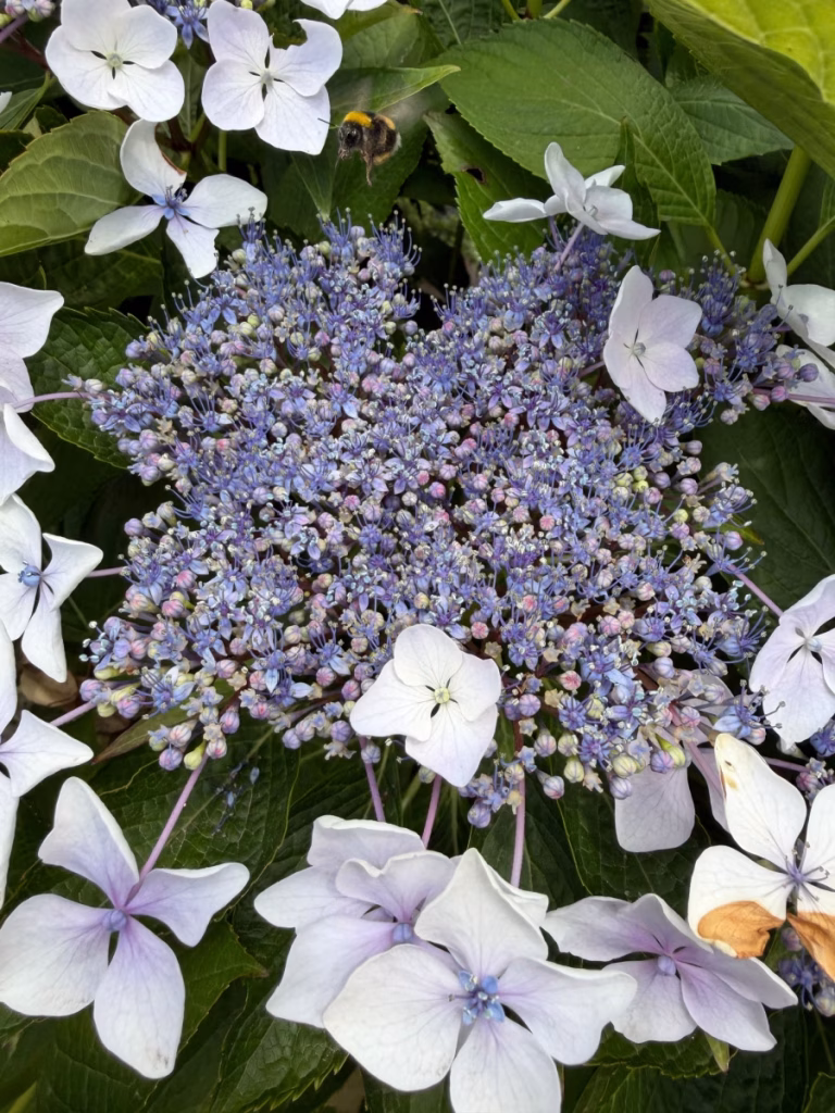 Big-leaf hydrangea.