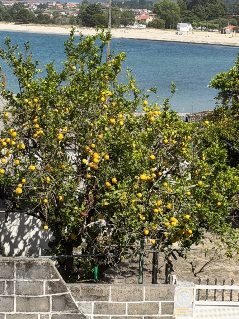 Lemon tree.