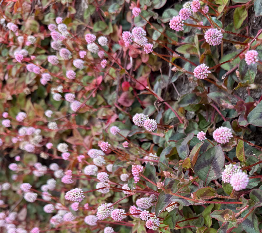 Pink knot weed.