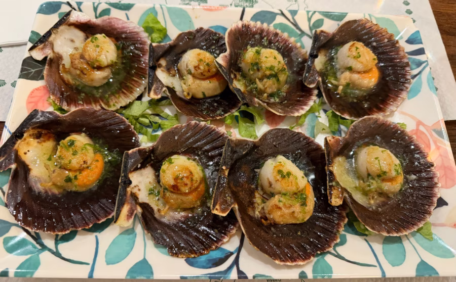 Scallops in the shell.
