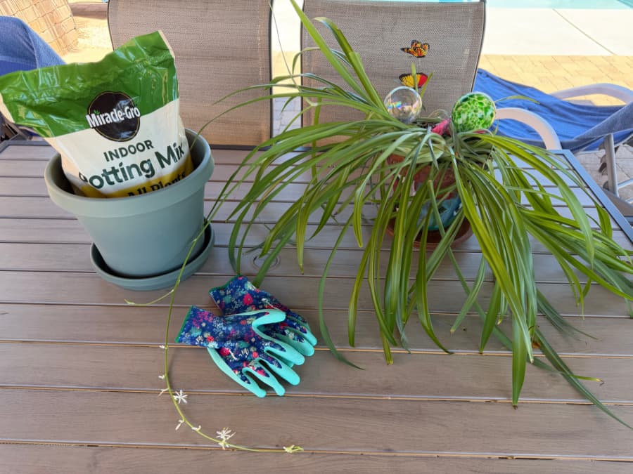 A spider plant, potting soil, and gardening gloves.