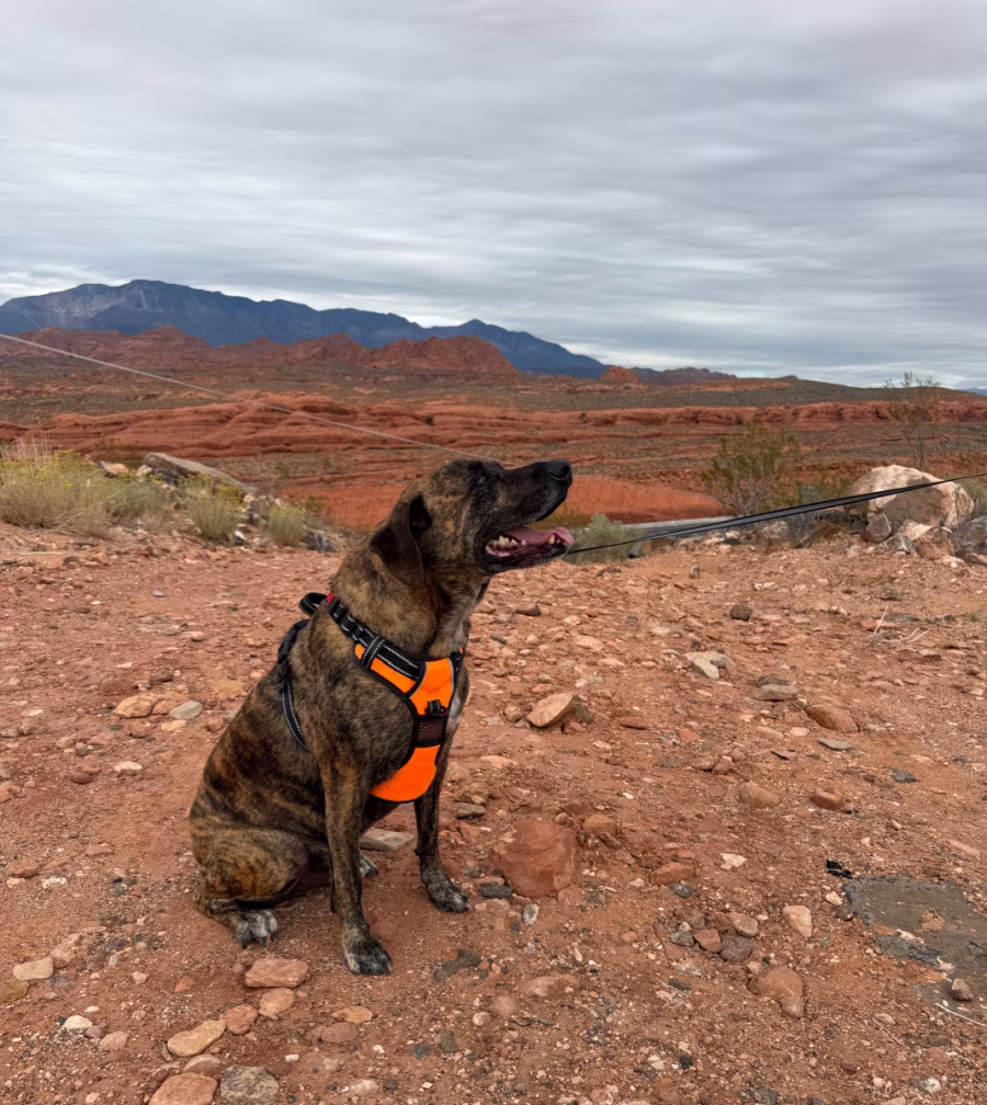 Brindle-coated dog sitting in front of red rock landscape.