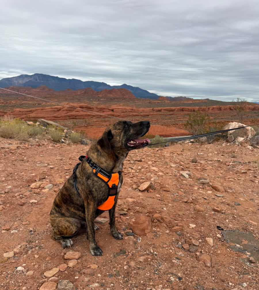 Brindle-coated dog sitting in front of red rock vista.